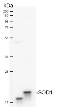 SOD1 aa 80-96 | superoxide dismutase 1, soluble in the group Antibodies Human Cell Biology / Oxidative stress at Agrisera AB (Antibodies for research) (AS09 538)